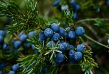 close up photo of blueberries