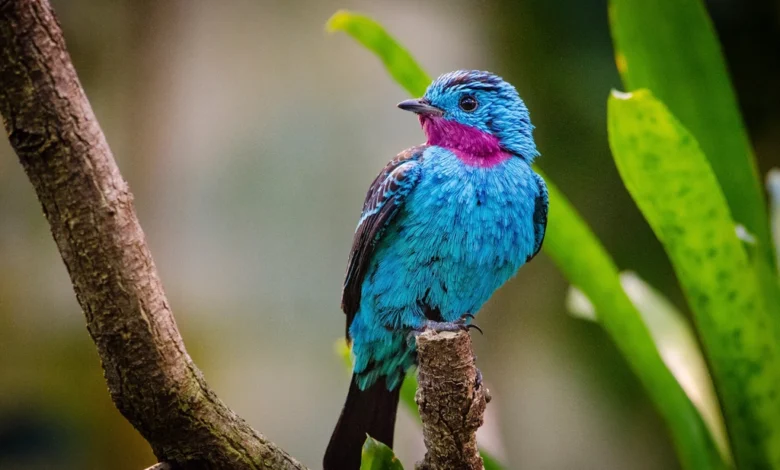Spangled cotinga blue bird image