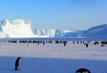 penguins on ice