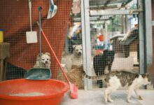 dogs watching cat in cage in shelter