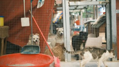 dogs watching cat in cage in shelter