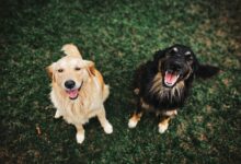 two long coated brown and black dogs