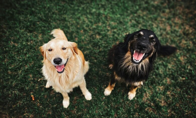 two long coated brown and black dogs