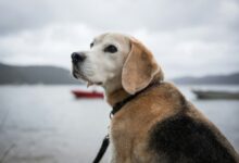 A dogs life